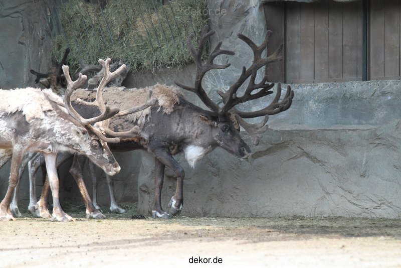 zoom-erlebniswelt-alaska-rentiere-011