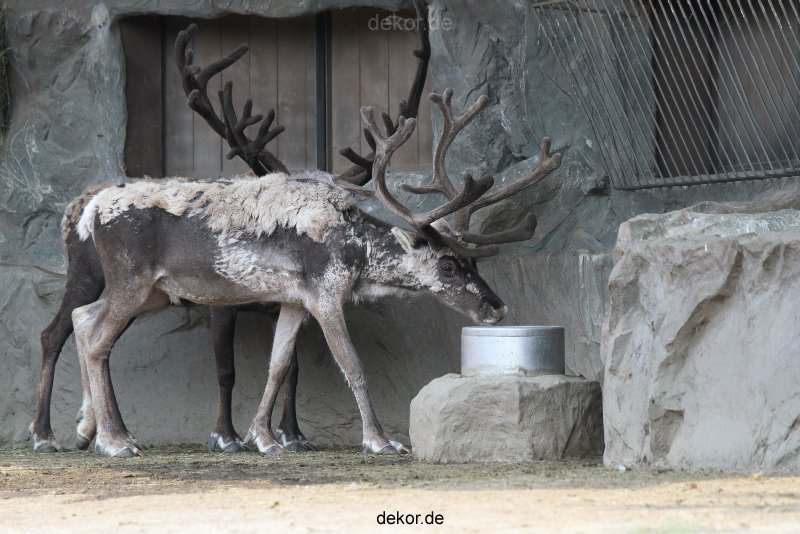 zoom-erlebniswelt-alaska-rentiere-012