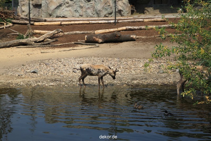 zoom-erlebniswelt-alaska-rentiere-016