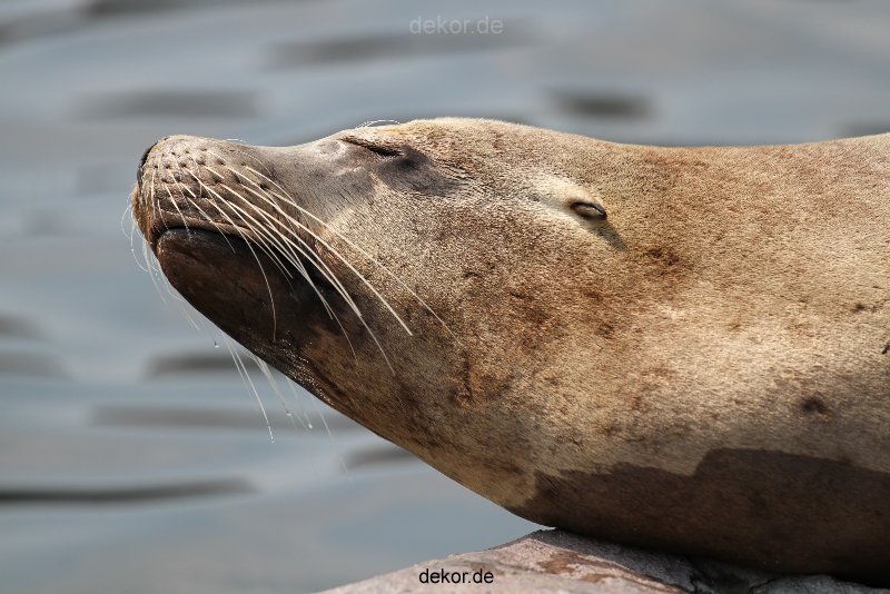 zoom-erlebniswelt-alaska-seeloewen-003