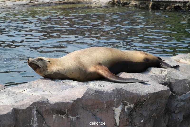 zoom-erlebniswelt-alaska-seeloewen-005
