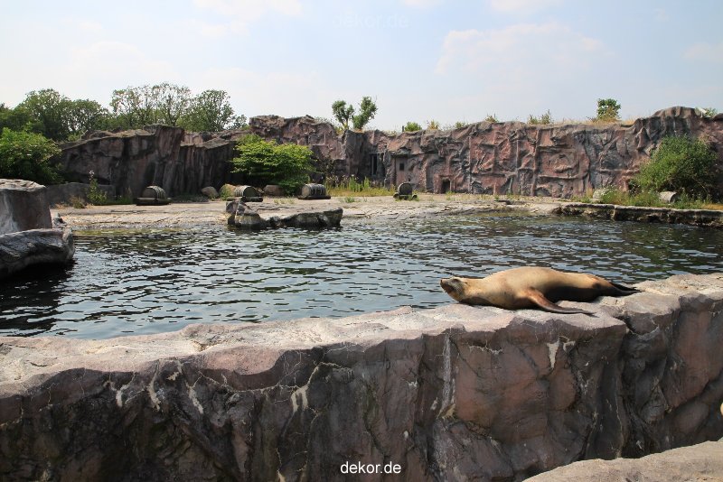 zoom-erlebniswelt-alaska-seeloewen-006