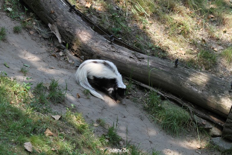 zoom-erlebniswelt-alaska-stinktier-001