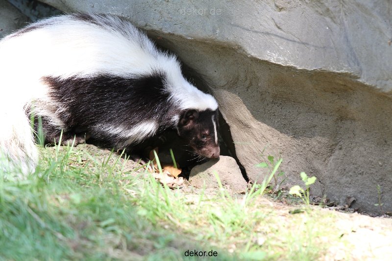 zoom-erlebniswelt-alaska-stinktier-002