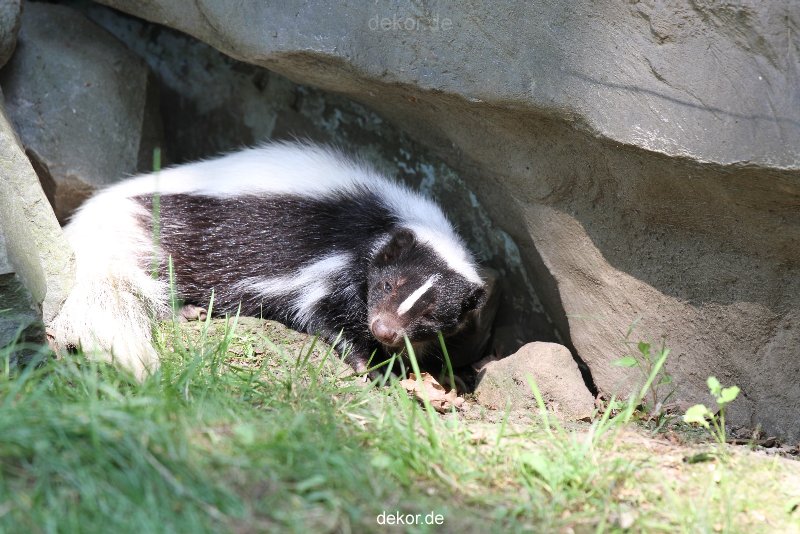 zoom-erlebniswelt-alaska-stinktier-005