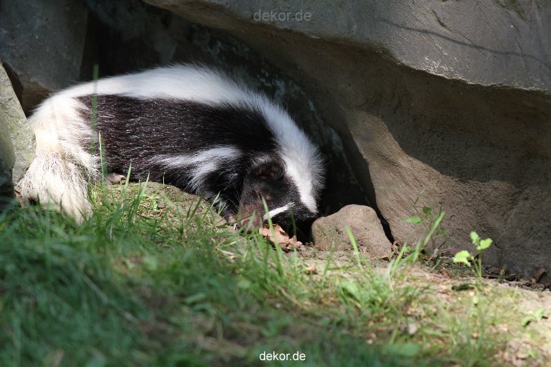 zoom-erlebniswelt-alaska-stinktier-006