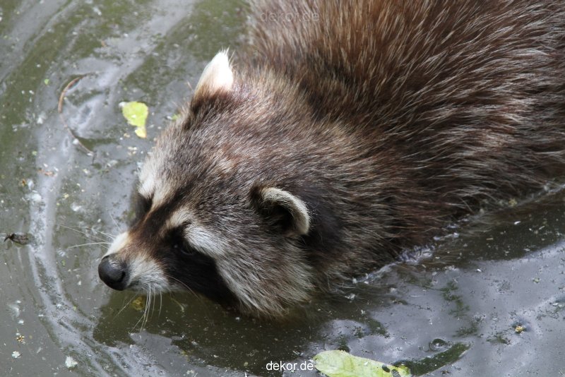 zoom-erlebniswelt-alaska-waschbaer-003