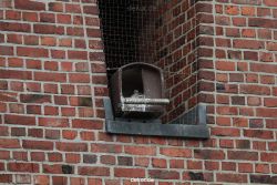 falkenhorst-sankt-antonius-2012-06-12-1-051