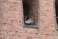 falkenhorst-sankt-antonius-2012-06-12-1-111