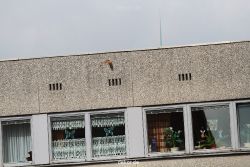 falkenhorst-sankt-antonius-2012-06-12-2-085