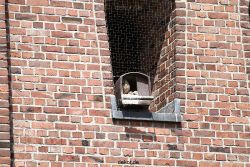 falkenhorst-sankt-antonius-2012-06-23-1-009