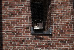 falkenhorst-sankt-antonius-2012-06-23-1-016