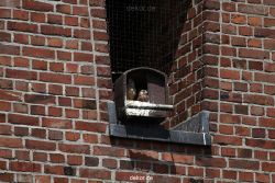 falkenhorst-sankt-antonius-2012-06-23-1-038