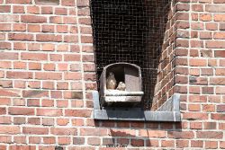falkenhorst-sankt-antonius-2012-06-23-1-039
