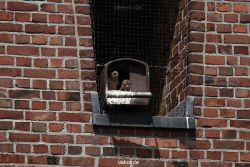 falkenhorst-sankt-antonius-2012-06-23-1-042
