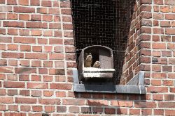 falkenhorst-sankt-antonius-2012-06-23-1-043