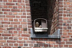 falkenhorst-sankt-antonius-2012-06-23-1-046