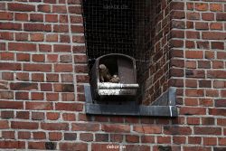 falkenhorst-sankt-antonius-2012-06-23-1-047