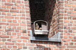 falkenhorst-sankt-antonius-2012-06-23-1-049