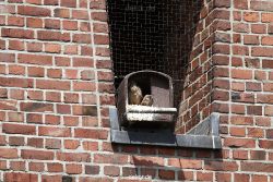 falkenhorst-sankt-antonius-2012-06-23-1-050