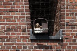 falkenhorst-sankt-antonius-2012-06-23-1-053