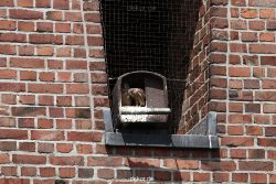 falkenhorst-sankt-antonius-2012-06-23-1-055