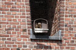 falkenhorst-sankt-antonius-2012-06-23-1-057