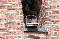 falkenhorst-sankt-antonius-2012-06-23-1-058