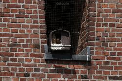 falkenhorst-sankt-antonius-2012-06-23-1-062