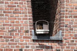 falkenhorst-sankt-antonius-2012-06-23-1-065