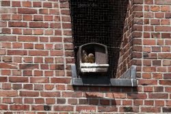 falkenhorst-sankt-antonius-2012-06-23-1-066