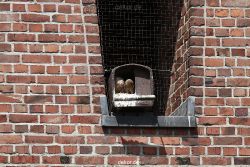 falkenhorst-sankt-antonius-2012-06-23-1-067