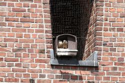 falkenhorst-sankt-antonius-2012-06-23-1-068