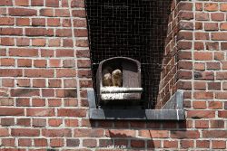 falkenhorst-sankt-antonius-2012-06-23-1-071