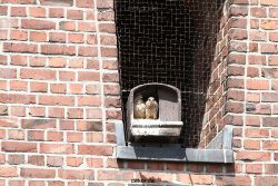 falkenhorst-sankt-antonius-2012-06-23-1-072