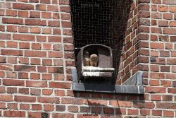 falkenhorst-sankt-antonius-2012-06-23-1-076