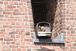 falkenhorst-sankt-antonius-2012-06-23-1-077