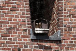 falkenhorst-sankt-antonius-2012-06-23-1-078