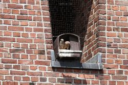 falkenhorst-sankt-antonius-2012-06-23-1-081