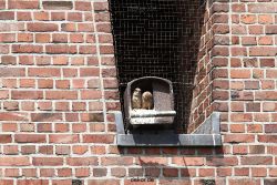 falkenhorst-sankt-antonius-2012-06-23-1-083