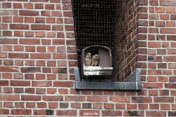 falkenhorst-sankt-antonius-2012-06-23-1-084