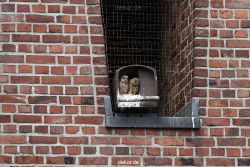 falkenhorst-sankt-antonius-2012-06-23-1-085