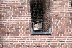 falkenhorst-sankt-antonius-2012-06-23-1-091