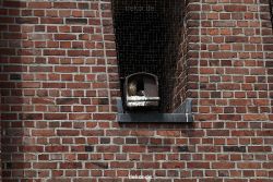 falkenhorst-sankt-antonius-2012-06-23-1-116