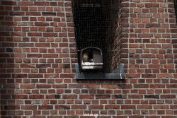 falkenhorst-sankt-antonius-2012-06-23-1-117