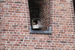 falkenhorst-sankt-antonius-2012-06-23-1-139