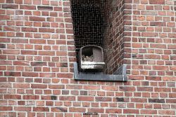 falkenhorst-sankt-antonius-2012-06-23-1-168