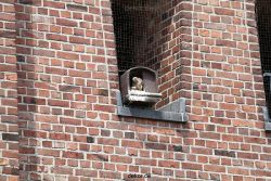 falkenhorst-sankt-antonius-2012-06-23-1-179