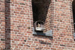 falkenhorst-sankt-antonius-2012-06-23-1-188