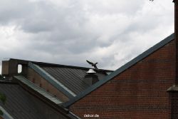 falkenhorst-sankt-antonius-2012-06-23-1-205